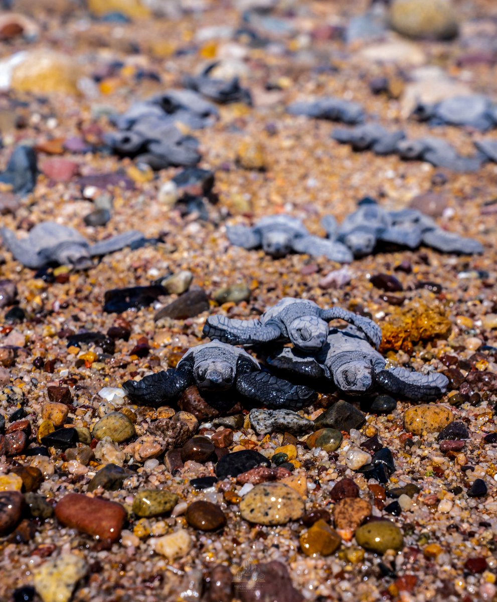 Para evitar el saqueo de los nidos, tanto por humanos como fauna feral y nativa, se ha organizado la comunidad Comcaac del Desemboque de los Seris para mantener un campamento tortuguero en la comunidad, los nidos se buscan en las playas de la tribu y se llevan a las instalaciones