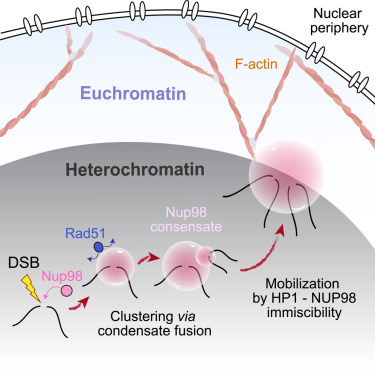 Off-pore Nup98 condensates mobilize heterochromatic breaks and exclude Rad51 dlvr.it/TLTDGr