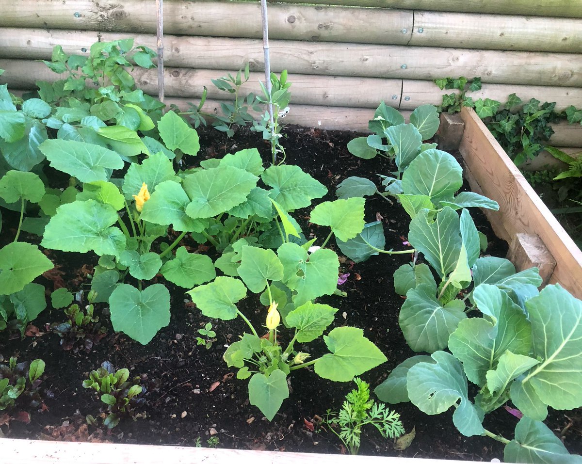 Sumerian farmers cultivated early squash in Mesopotamia, laying the groundwork for today's courgettes, refined in 19th-century Italy. 🇮🇹 For a bountiful harvest, pick them young and often – this encourages more fruit! #Courgettes #GardeningTips #CourgetteHistory #GardeningTips