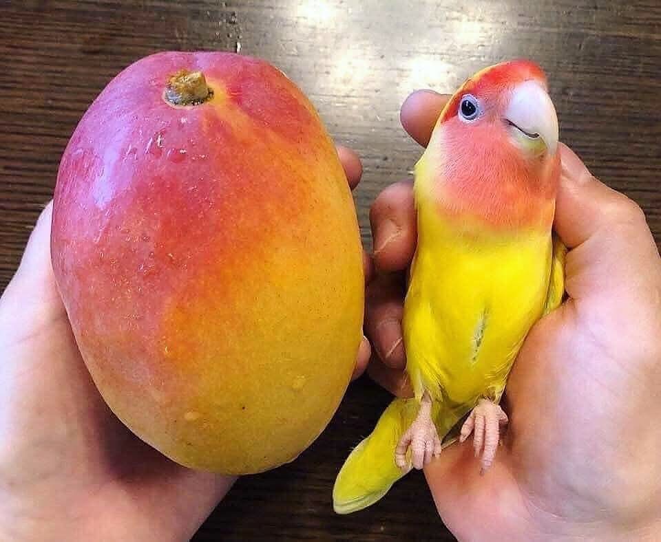 Uno te lo puedes comer y el otro tratará de matarte por la noche.

Elige sabiamente.