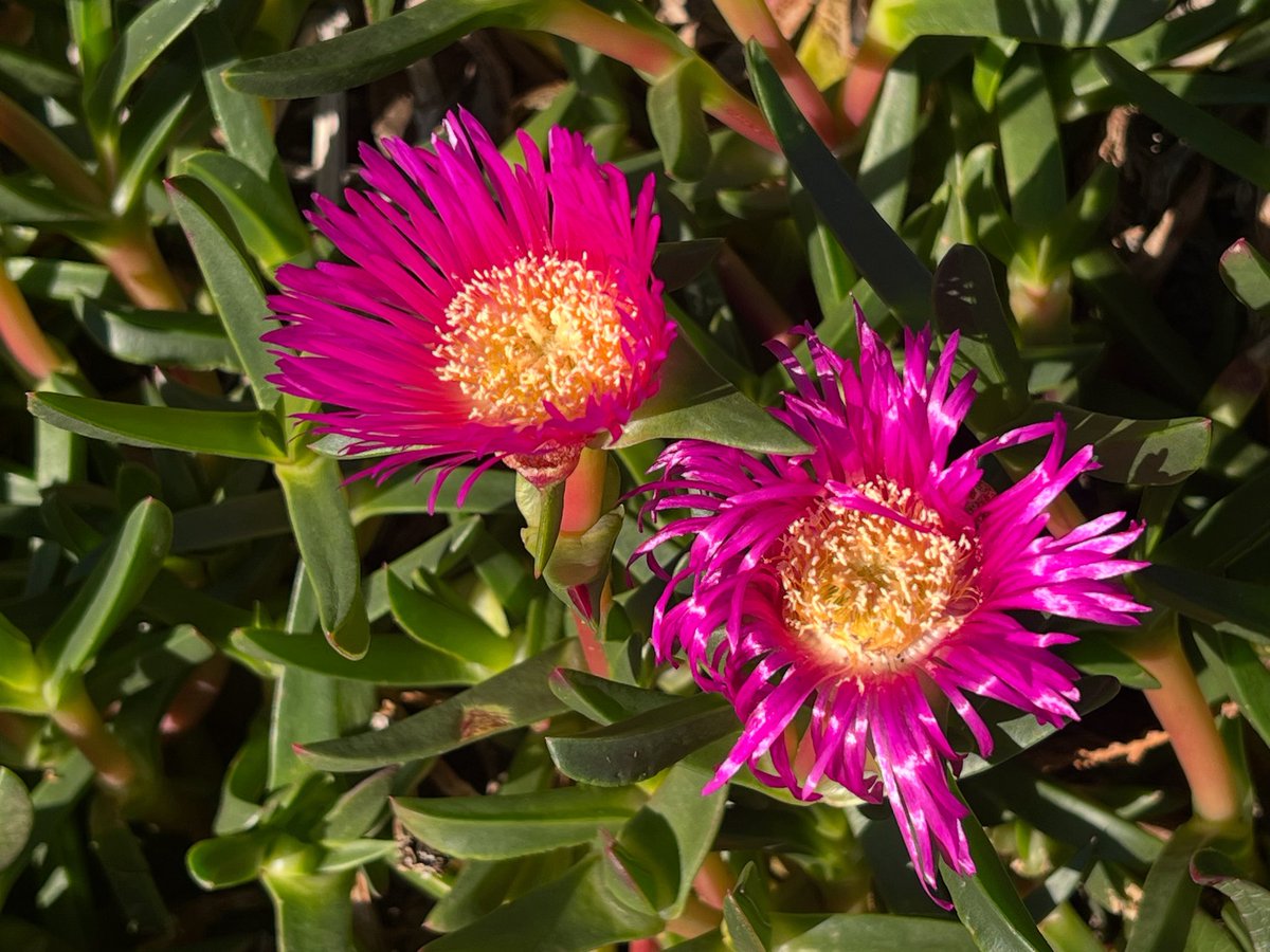 Happy Saturday #bloomscrolling