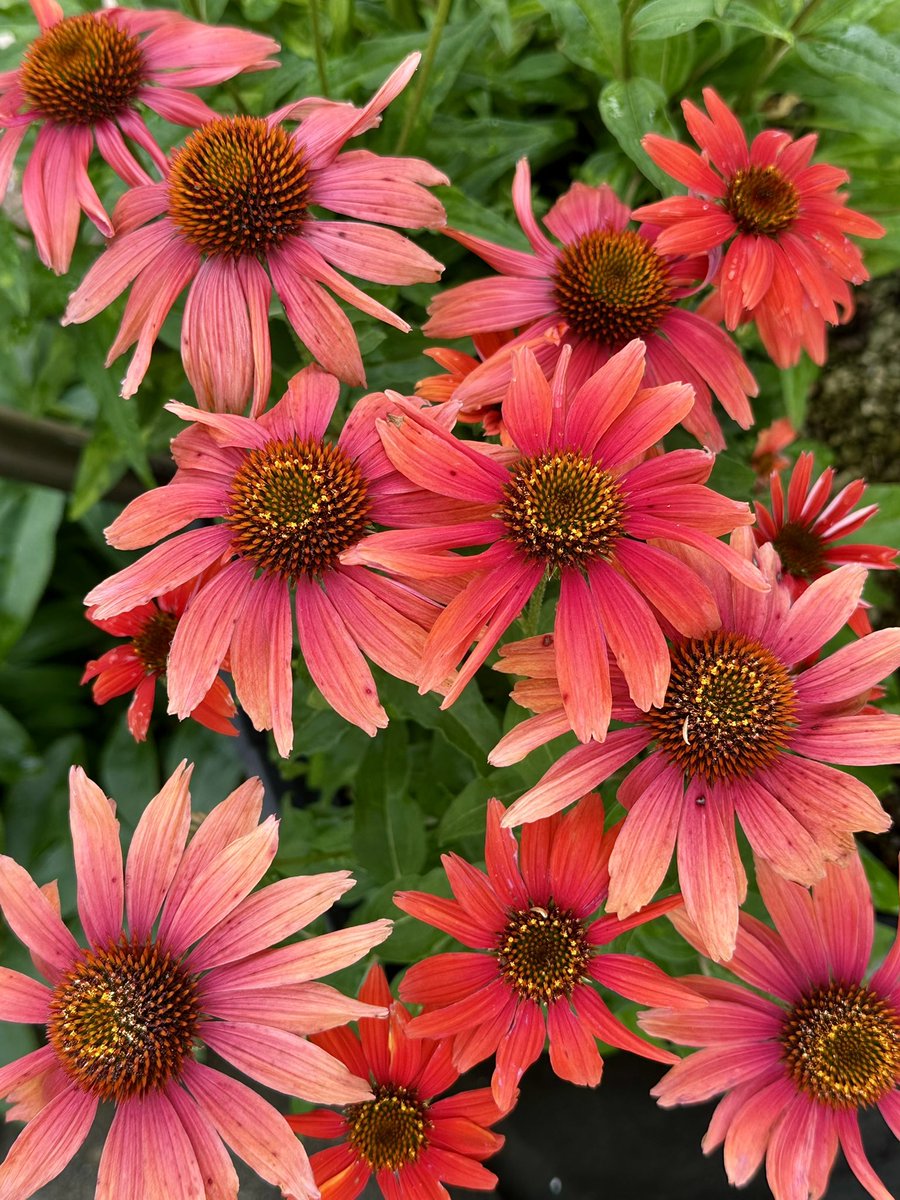 エキナセア
径約10cmの頭花。筒状花が開花とともに盛り上がる。キク科ムラサキバレンギク属。北米原産。
(Echinacea) #flowers #fleurs