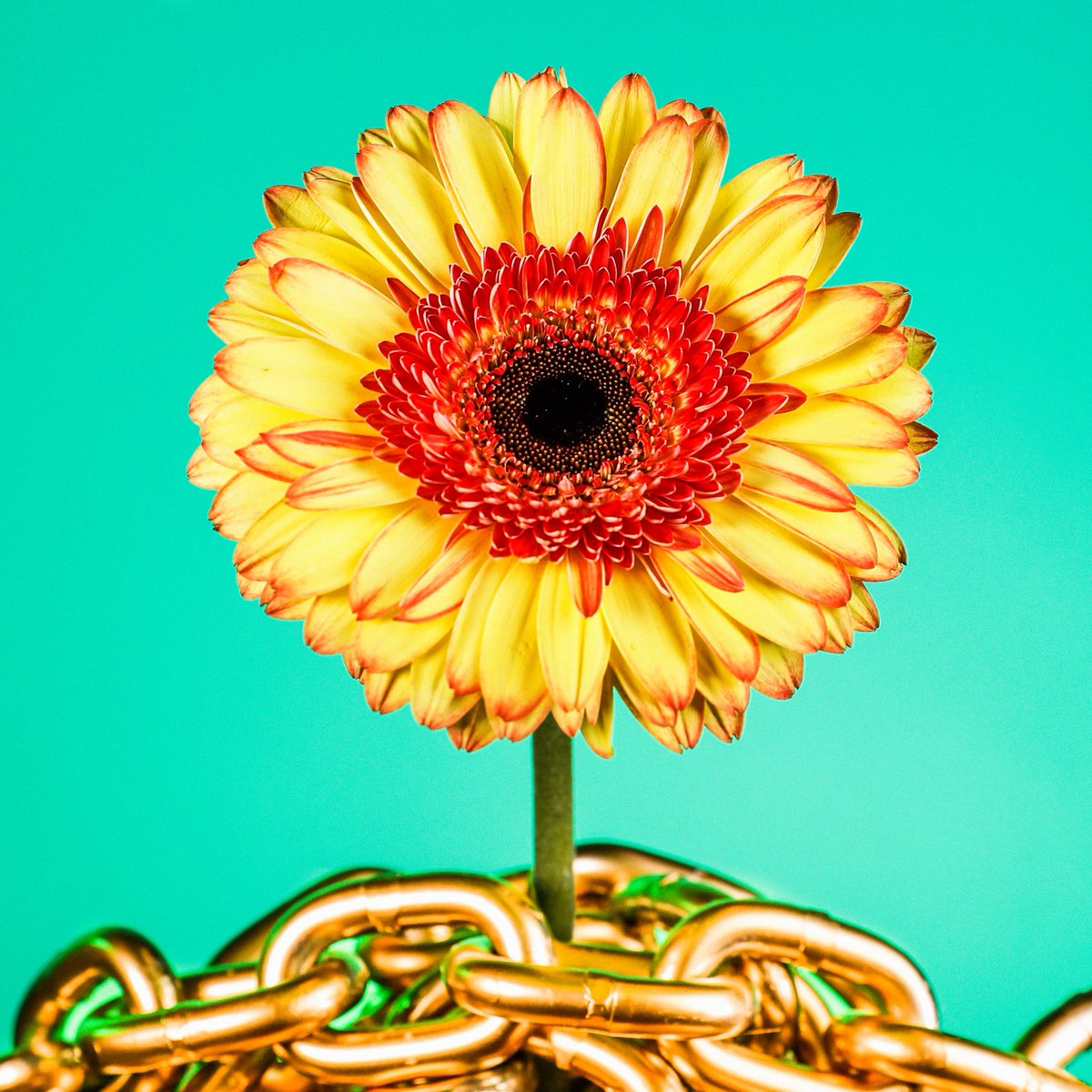 JULES (@nicedayjules) on Twitter photo Please join me in welcoming <a href="/krybharat/">Bharat Krymo</a> to the Flower Family.
A few years ago, I was stuck in a 9โ5, trying to use every spare moment to find my way closer to the life Iโm living now. Fully committed to what we are building here.
I saw a tweet from B. He was hiring at Oncyber. Please join me in welcoming <a href="/krybharat/">Bharat Krymo</a> to the Flower Family.
A few years ago, I was stuck in a 9โ5, trying to use every spare moment to find my way closer to the life Iโm living now. Fully committed to what we are building here.
I saw a tweet from B. He was hiring at Oncyber.