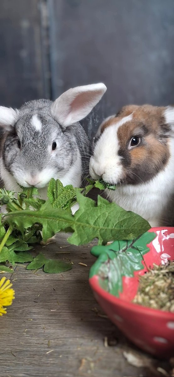 Sprout 🤍🩶🐇 &amp; Tinsel 🤍🤎🐇

Look who's been reserved!! Tomorrow, (21/6), Sprout &amp; Tinsel will be leaving us after 204 days in rescue 😢. They've spent over half of their 1st year in rescue - no fault of their own. They were 2 of 11 rabbits that we took from dire hoarding case
