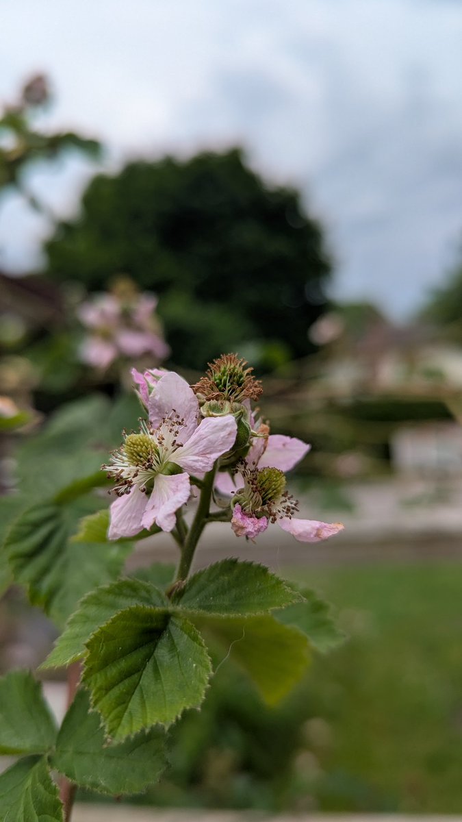 It's almost blackberry season. Going to take these seeds with me to Montreal. I would like to bring the mother plant but it's too big. A gift to the next owners.