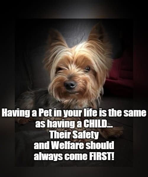 Dog Lovers (@doglovers03) on Twitter photo 
