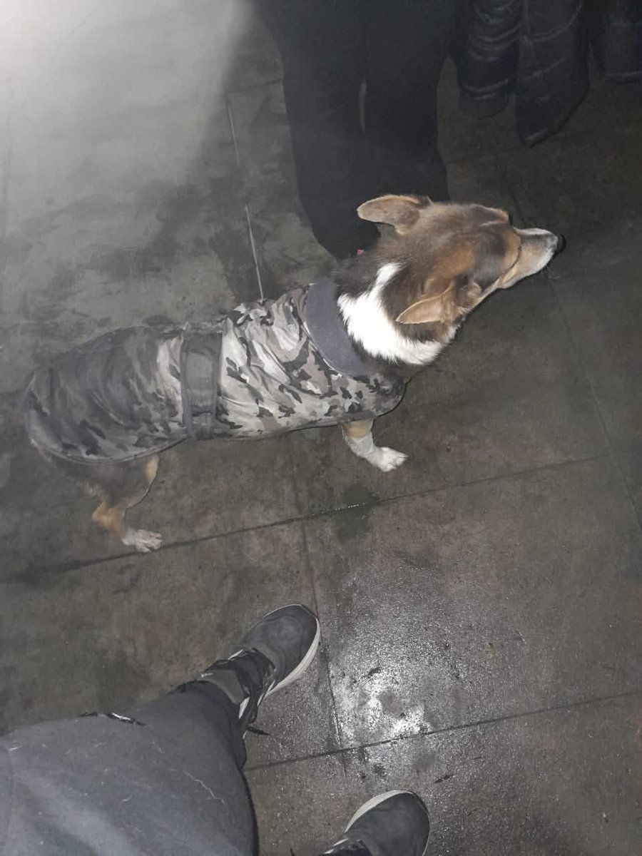 🚨😪ESTE PERRITO TIENE UNA HISTORIA MUY TRISTE, VIVE EN LA CALLE, UNA VECINA LE DA DE COMER, PERO NECESITA UN FAMILIA URG, CHUMBA PARA ENTRAR A LAS CASAS, YA Q ALGUNA VEZ TUVO UNA FAMILIA, FUE ABANDONADO, AMA A LOS NIÑOS. LOMAS DE ZAMORA +54 9 11 3451-5412
facebook.com/share/1AHohkcg…