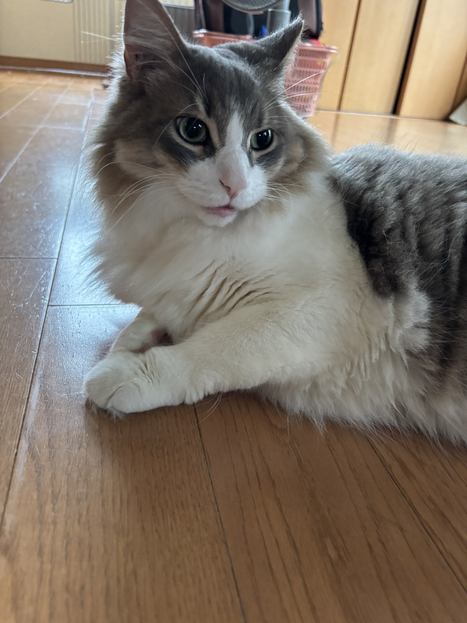 一番の贈り物 猫下僕よもん on X:  果物