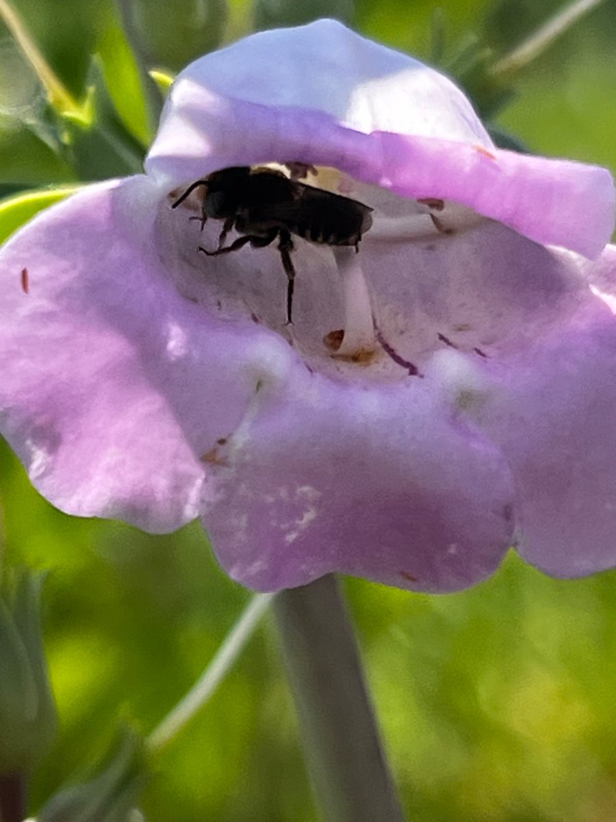 Chelsea Cook tweet media