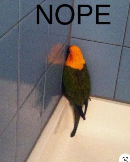 Out of Context Birds (@contextbirds) on Twitter photo 