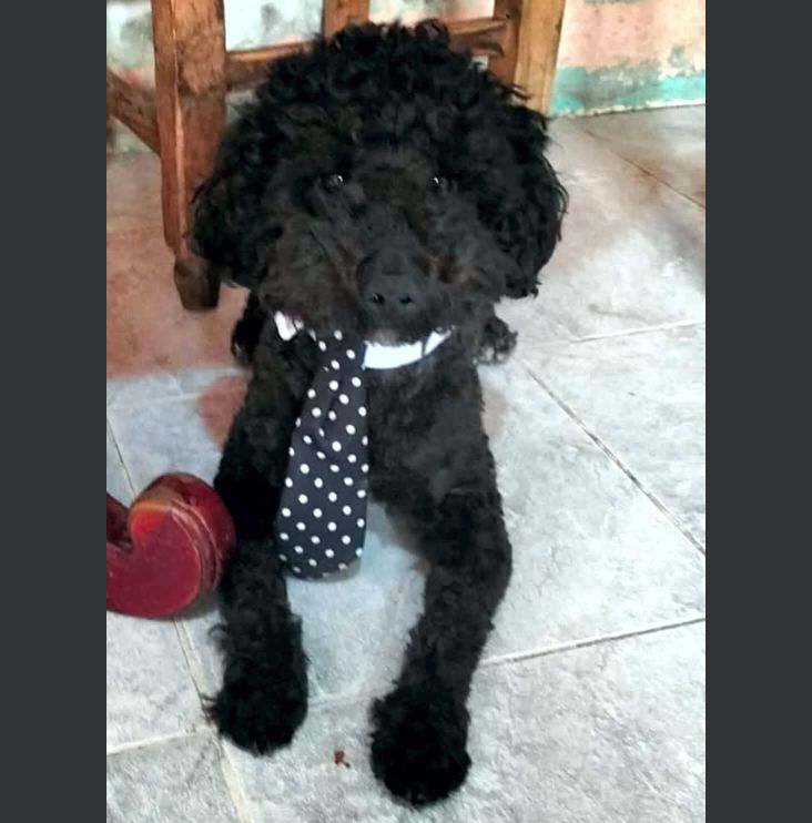BUSCAN a Bambam, extraviado la mañana de ayer jueves en la calle 8 Oriente 215 de San Pedro #Cholula

#CholulaReporta | masnoticiasdiario.com