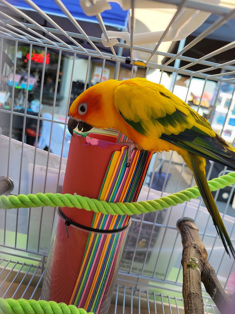 All set up at Pride Night Out in Troy, NY! Mango is here too!