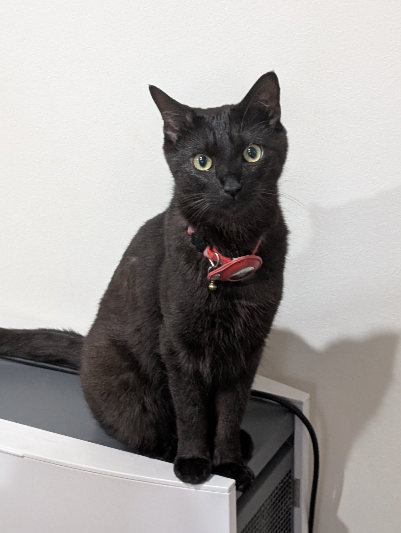 鳥猫 on X: 