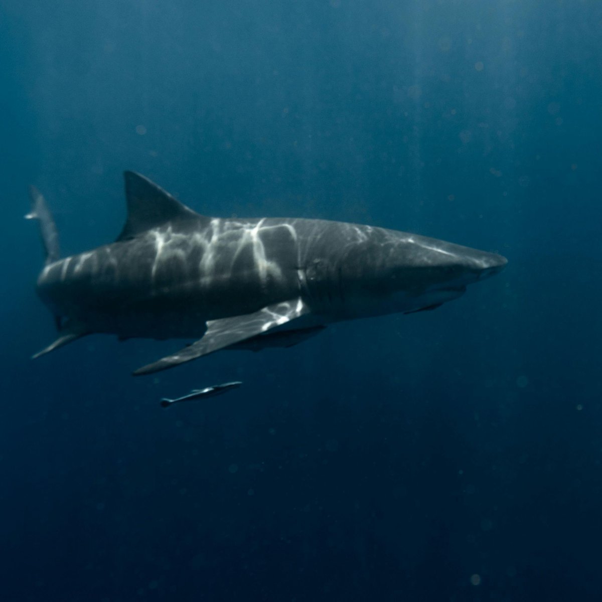 🦈 JAWS turns 50! Co-author Peter Benchley turned fear into ocean action. 

Hear how his legacy lives on through the Peter Benchley Ocean Awards 🌊🎧 open.spotify.com/episode/15r5Rb…

#jaws #PeterBenchleyOceanAwards #OceanConservation #SharkWeek #BluePlanet #Climateaction #greatwhiteshark
