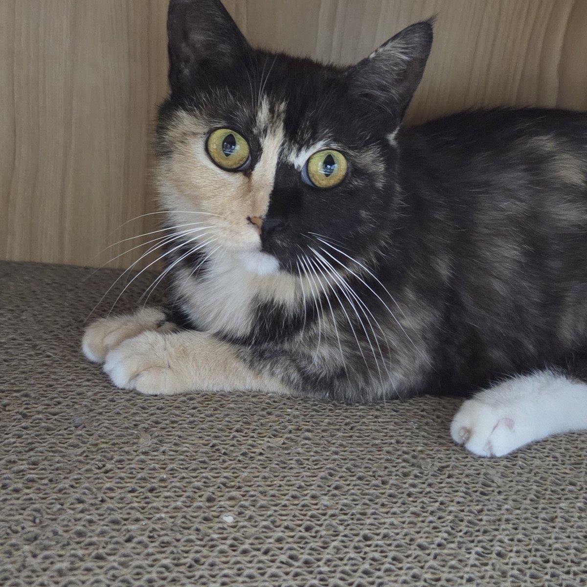 예지씨는 갑자기 쳐들어온 청소기 공격에 숨어계시답니다...🤣