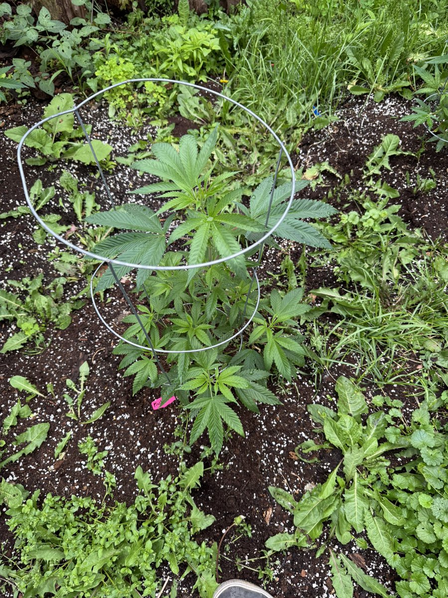 heretic conker tweet media