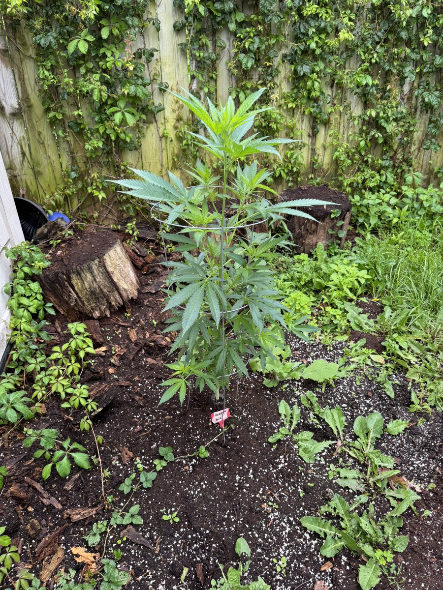 heretic conker tweet media