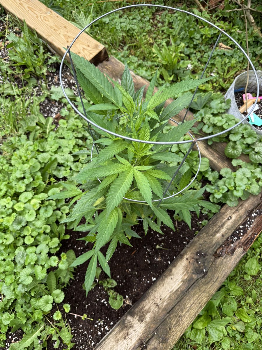 heretic conker tweet media