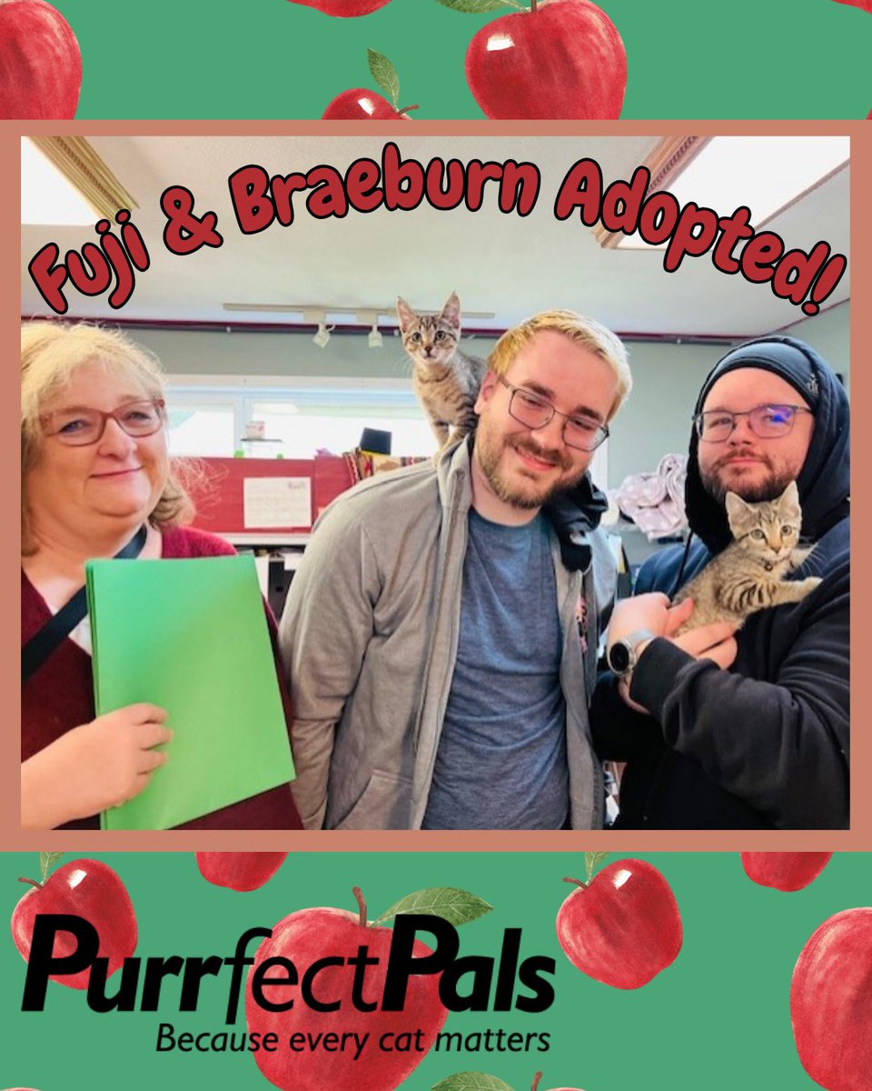 🍎 Fuji &amp; Braeburn, 2 adorable #tabbykittens from our Apple Litter, have been adopted together! Their siblings McIntosh, Jonagold &amp; Honeycrisp are still looking for forever homes! Apply to meet them at Renton <a href="/PetSmart/">PetSmart</a>:  purrfectpals.org/browsecats/

#PurrfectPals #PetSmartCharities