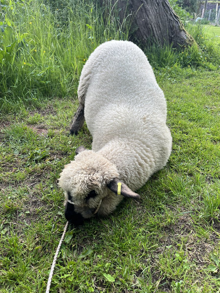 Ballindean Ryelands & Menmuir Oxford Downs tweet media