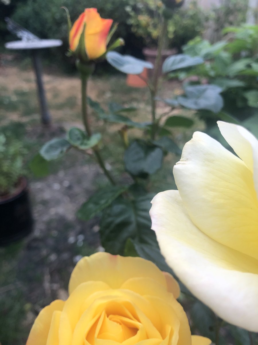 yonnette ward tweet media