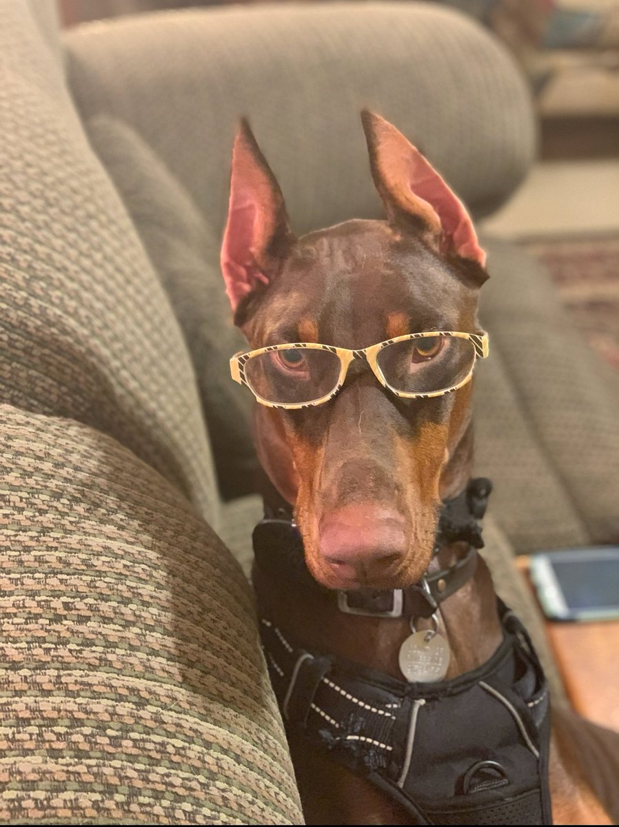 PhittPhoodie's tweet photo. I lost my beautiful baby yesterday, my spice girl, my Paprika. I am so hurt, idk what to do. I will miss you Pappy. https://t.co/0M3zer63IS