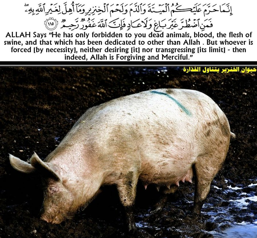 هل تعرف لماذا المسلمون لا يأكلون لحم الخنزير؟!

شخص ألماني سأل شخص مسلم ليه مش بتاكل لحم الخنزير؟
ليه المسلمين مش بياكلوا لحم الخنزير؟
وطلب منه إنه يشرح ليه سبب واحد علمي لا ديني ، وإن تكون إجابته مقنعة لو يقدر!

فرد عليه وقاله :