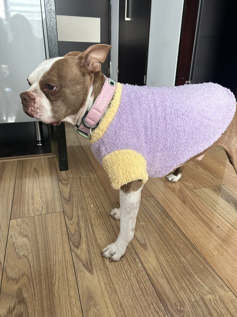 Julipu's tweet image. Mi mamá me mandó una caja entera de outfits para mi perro