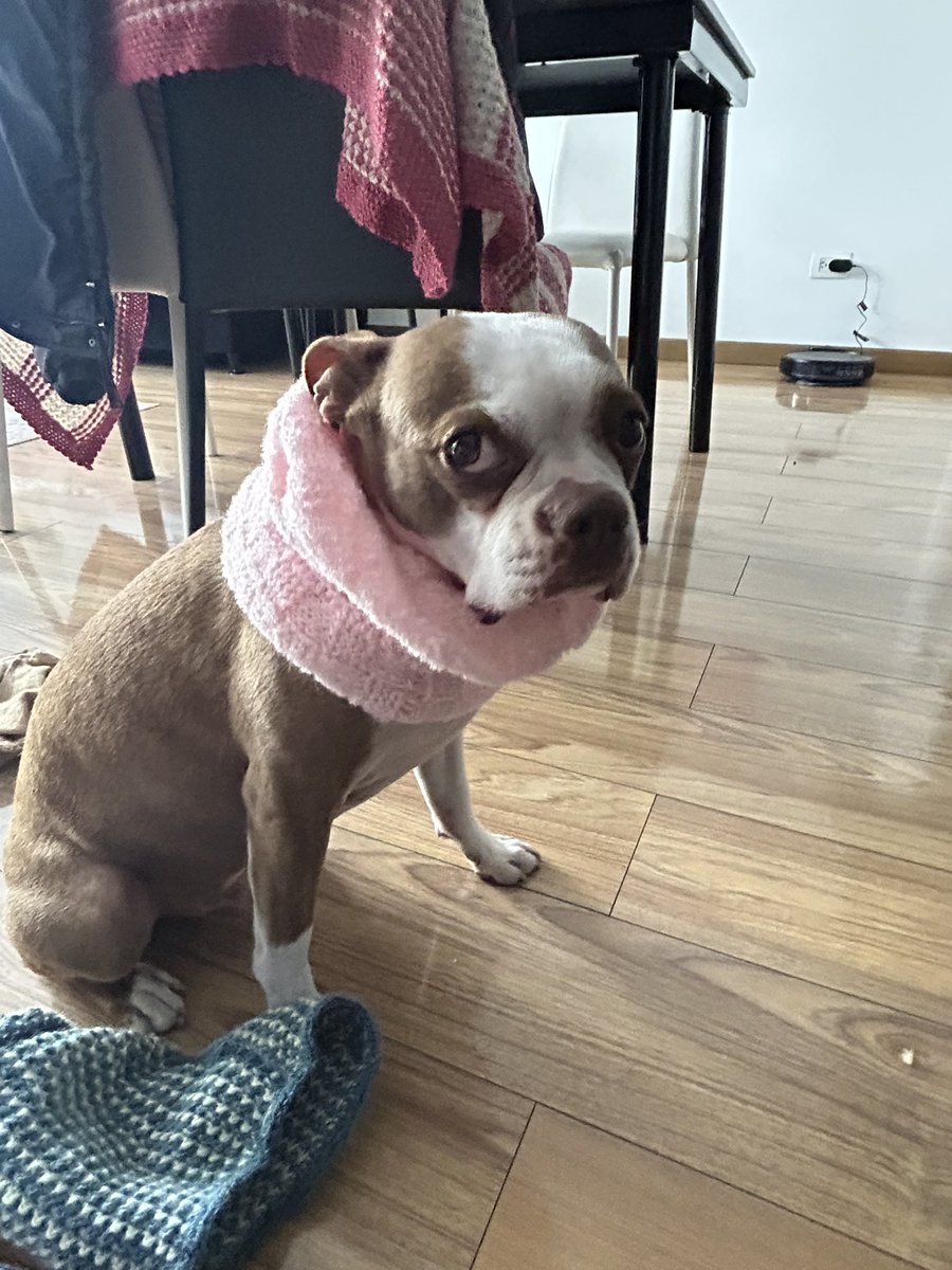 Julipu's tweet image. Mi mamá me mandó una caja entera de outfits para mi perro