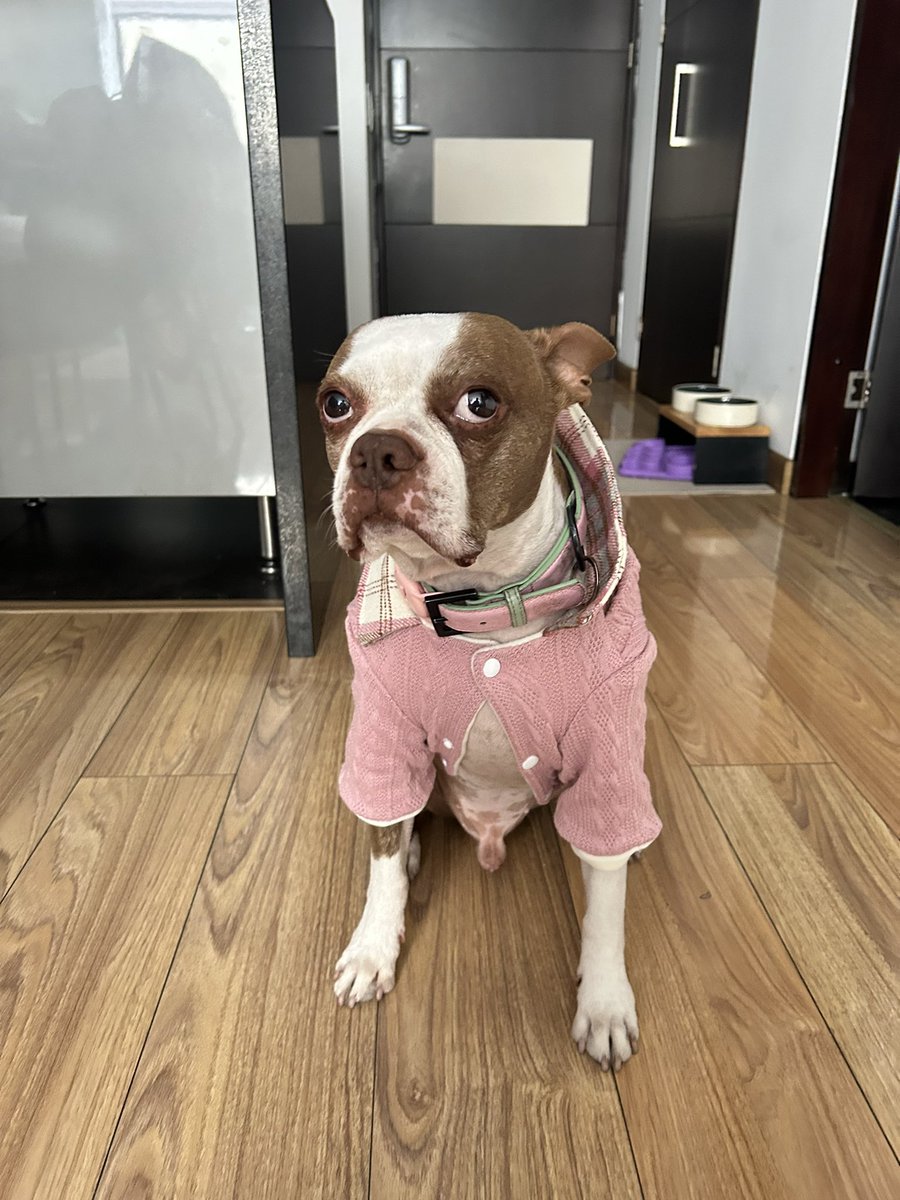 Julipu's tweet image. Mi mamá me mandó una caja entera de outfits para mi perro
