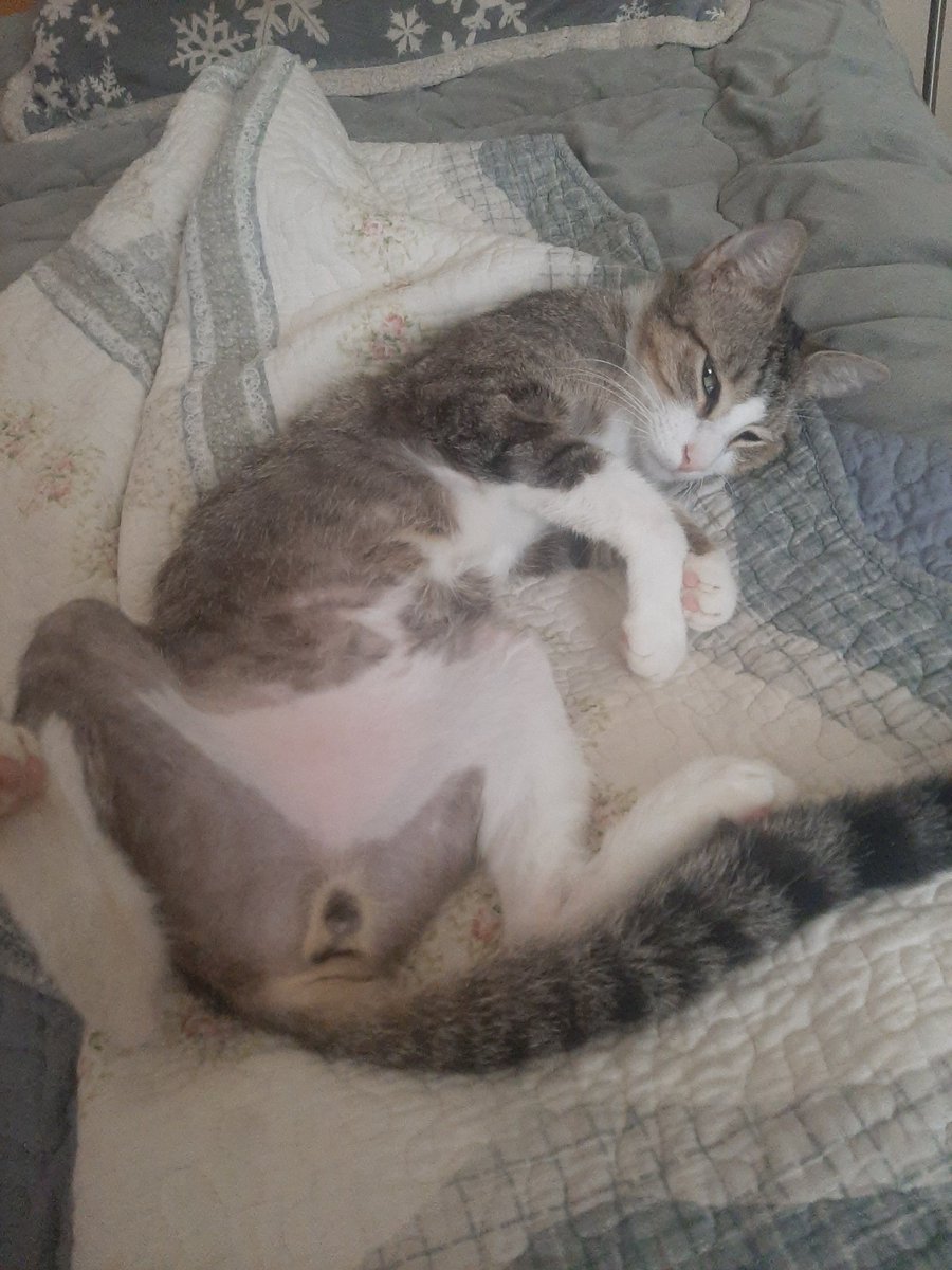 FidgetyJester's tweet photo. These are the pictures of my cat before his passing. https://t.co/ynPpVbgEt5
