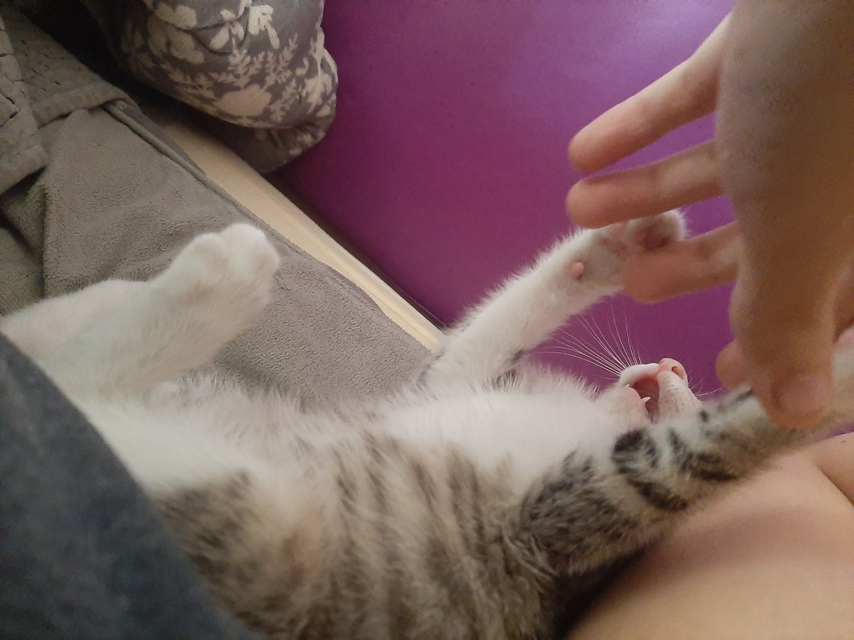 FidgetyJester's tweet photo. These are the pictures of my cat before his passing. https://t.co/ynPpVbgEt5