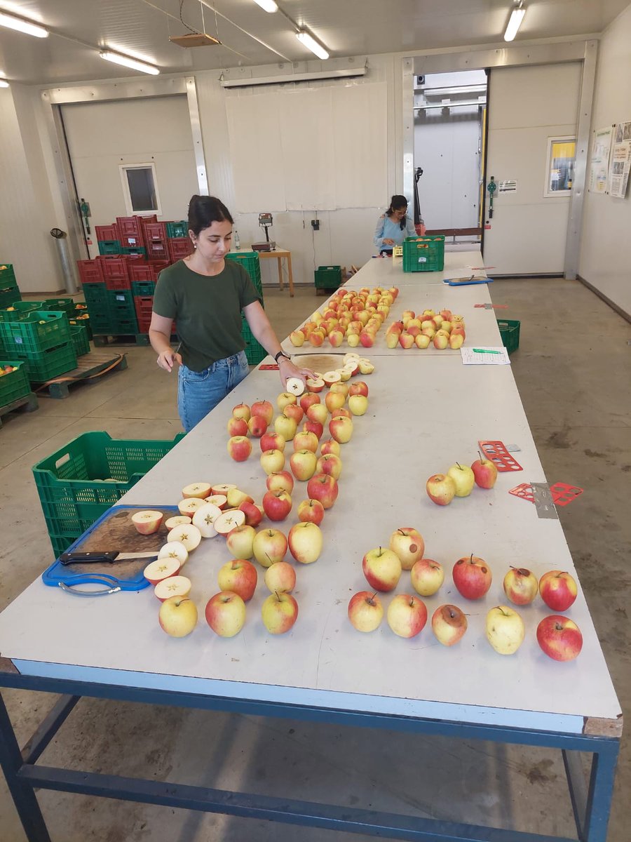 Nacherntephysi1's tweet photo. Better storage, better apples 🌱⚡
Using DCA and 1-MCP, we are testing smarter ways to store apples that lower energy use and preserve freshness.
Less waste, lower carbon footprint, more good fruit.
#SmartAgriculture #FruitStorage #Sustainability #KOB https://t.co/sAqsKqc07C