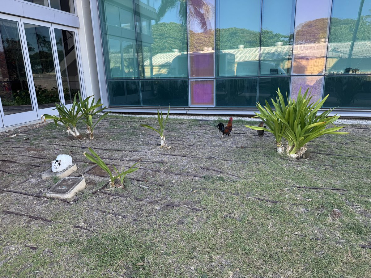 Co-habitation of cat and funeral chicken at the University of Hawaii Cancer center. Hawai’i has a lot of a few chickens.