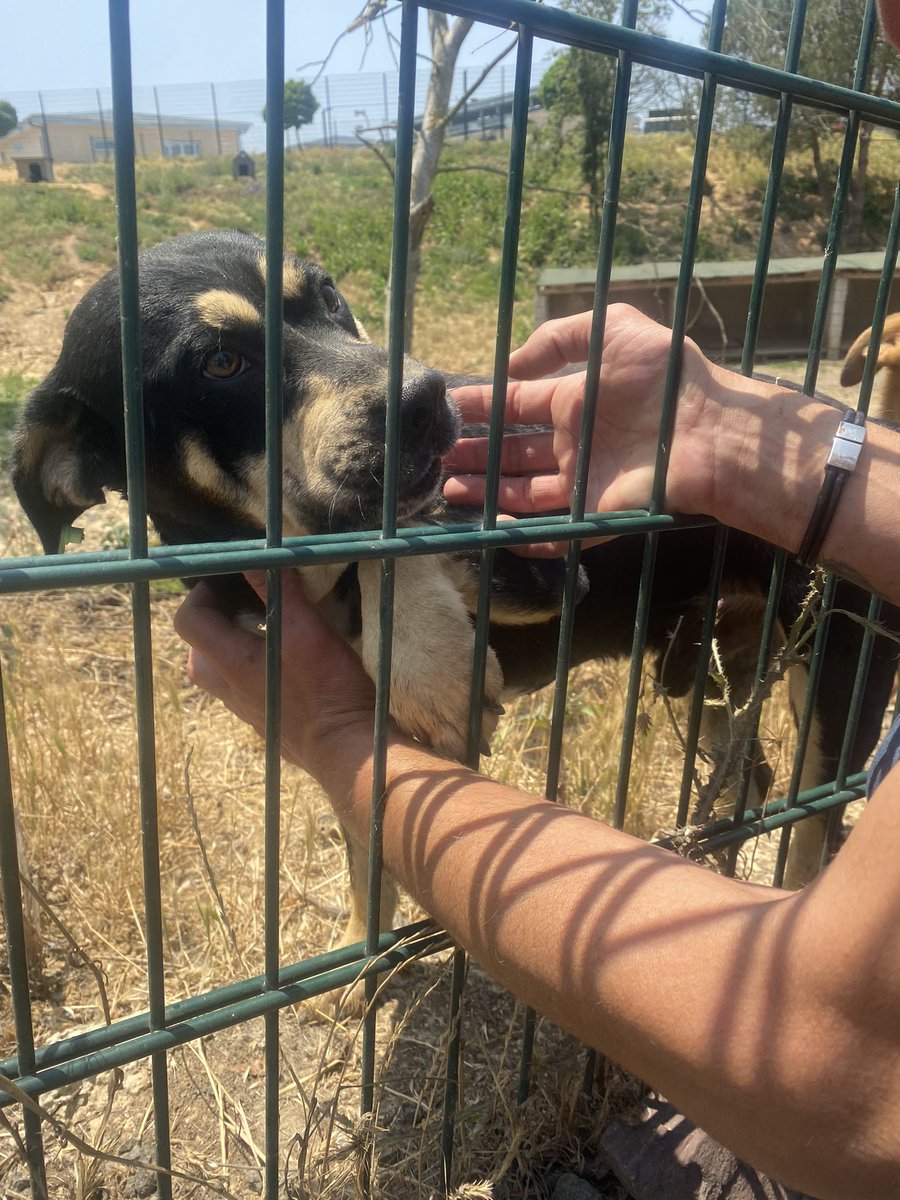 <a href="/acunmedya/">ACUNMEDYA</a> <a href="/acunilicali/">Acun Ilıcalı</a> Bu iki köpeği Survivor ekibinin şikayet ettiği bu sebeple barınağa alındığı söyleniyor, doğru mudur ? Öyleyse sebebini merak ediyoruz çünkü kimse bugüne dek bir saldırganlıklarını görmemiş.