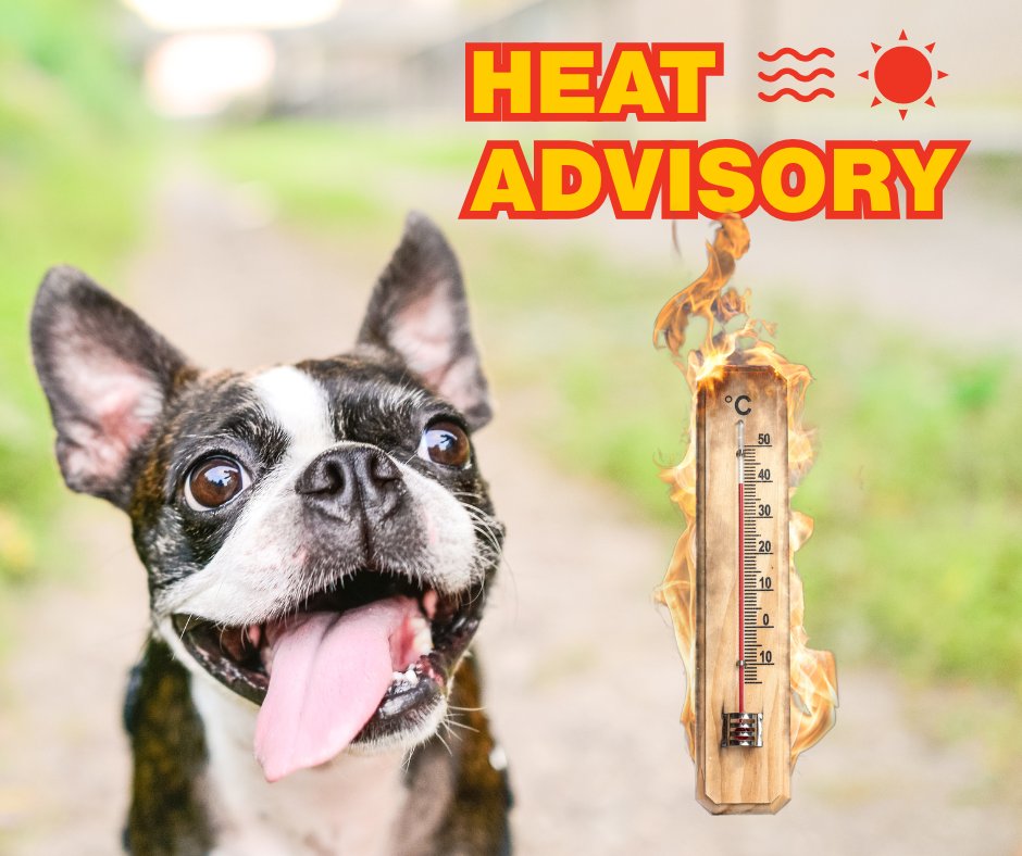 STAY SAFE!
The weather is heating up and there are a few things you can do for you and your pets to avoid a heat injury!

Make sure you &amp; your pet stay hydrated and drink plenty of water

Stay cool and don't leave your pets or anyone inside of a parked car

Limit outdoor exercise