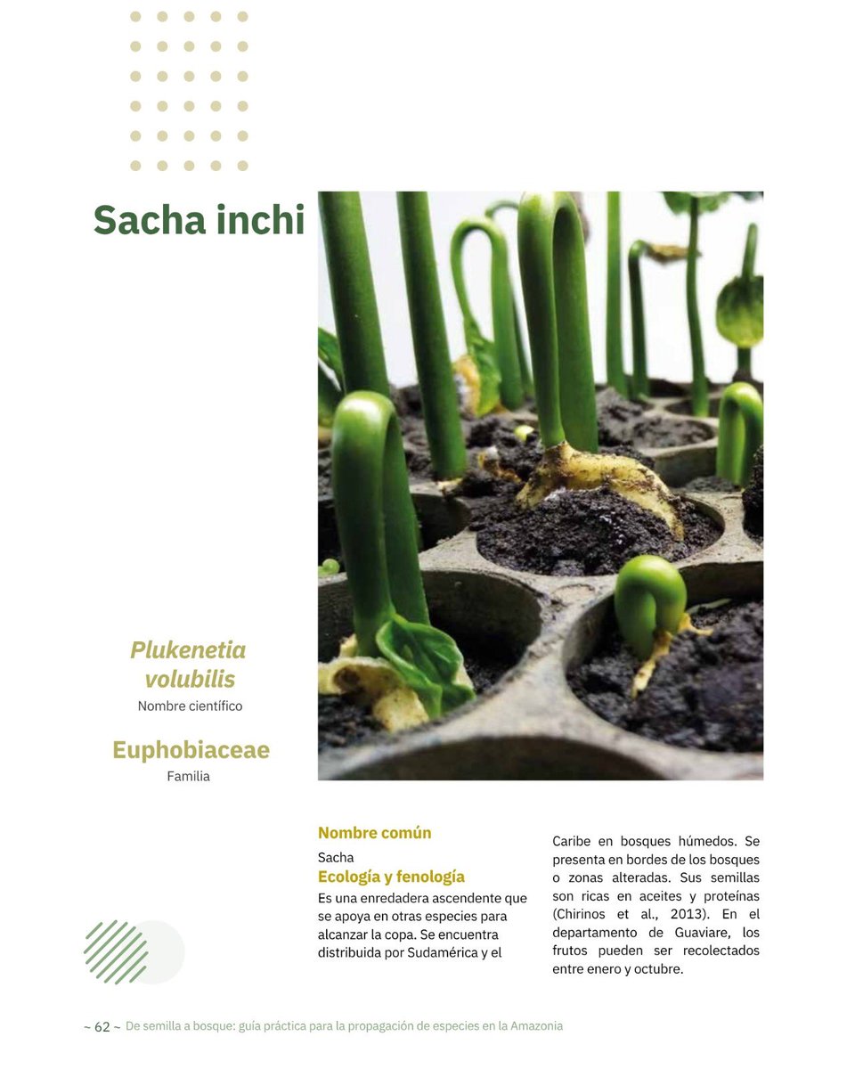 #PublicacionesSINCHl "De Semilla a Bosque: guía práctica para la propagación de especies en la Amazonia" 🌱🌳🔬📚 Este libro es una herramienta científica crucial 🛠️ que aborda la urgencia de recuperar nuestra cobertura vegetal 🌍, mediante la exploración profunda del