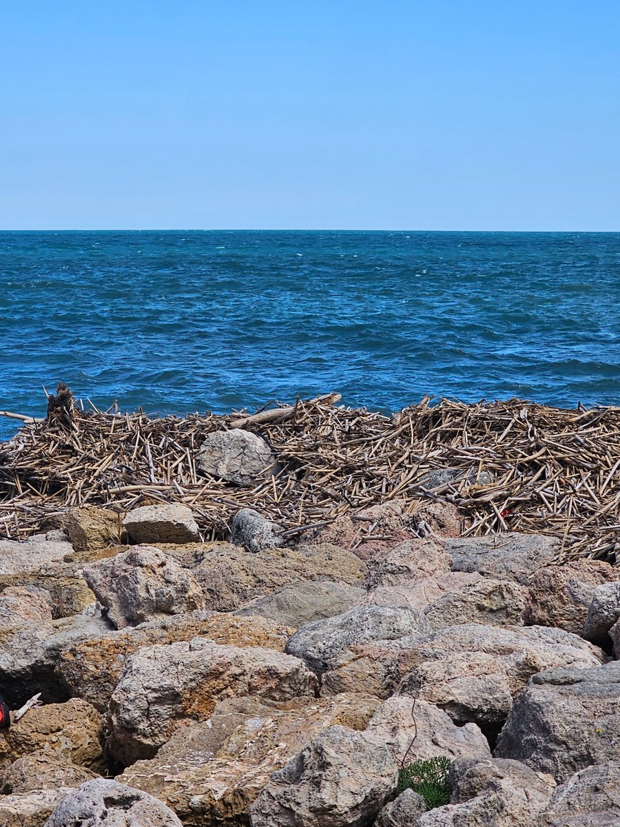 Vecinos del Faro de Cullera denuncian la presencia de cañas y restos vegetales acumulados entre las rocas de la zona norte del litoral ondacero.es/emisoras/comun… a través de <a href="/OndaCero_es/">Onda Cero</a>