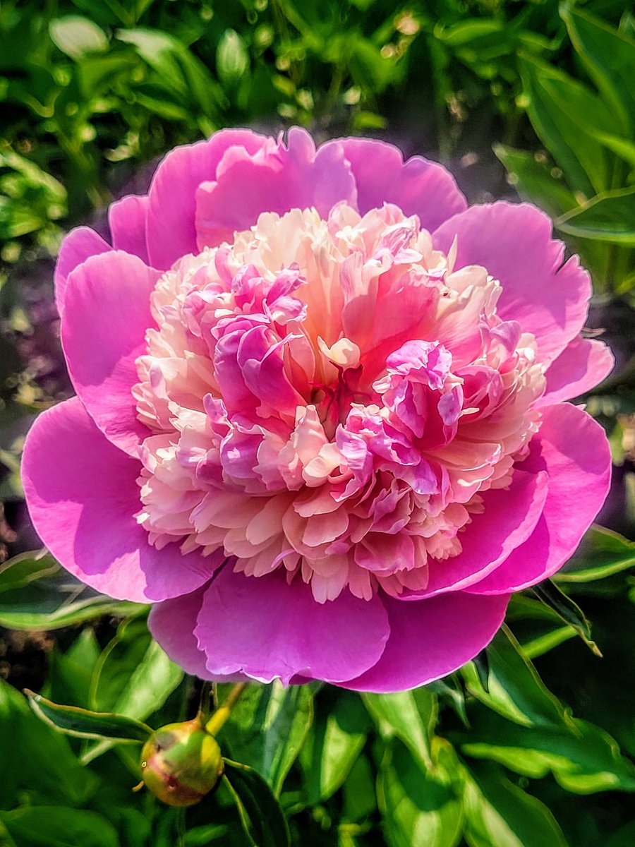 Could there be a more perfect name for Peony 'Bowl of Beauty'?
Looking like a double scoop of strawberry sorbet, this beauty was photographed at the W.E Upjohn Peony Garden in the Nichols Arboretum of Ann Arbor Michigan. 
🍨🍨🍨🍨🍨🍨
#flowers #flowerphotography  #flowersonfriday