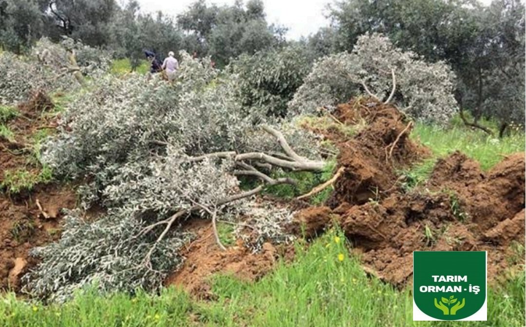 Madenci lobileri doymadı... Zeytinliklerimizi, ormanlarımızı, meralarımızı talan etmek için hazırlanan bu kanun teklifi, doğaya, halka ve geleceğimize AÇIK BİR SALDIRIDIR

Biz susmayacağız, geri adım atmayacağız
Doğaya vurulacak her baltanın karşısında olacağız