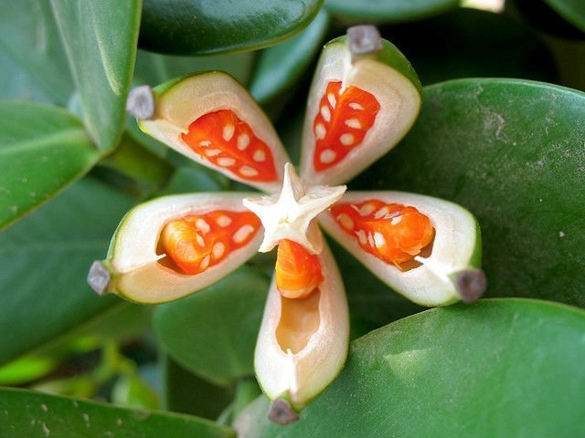 Naturepathway's tweet photo. Five-pointed star-shaped fruit revealing vibrant orange seeds within, nestled among green leaves. #ExoticFruit #NaturePatterns #SeedPod https://t.co/pJD0Q9Aa5v