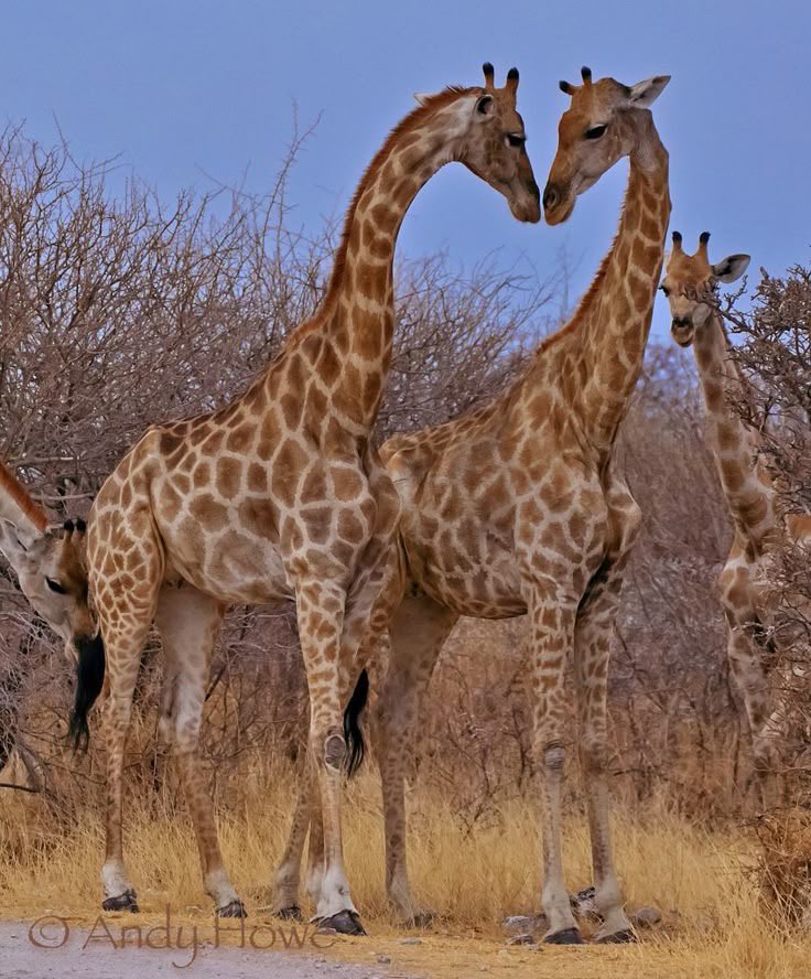 Giraffes seem to me a truly noble creature. Beloved by all. Death penalty for those who hunt them seems not harsh enough…