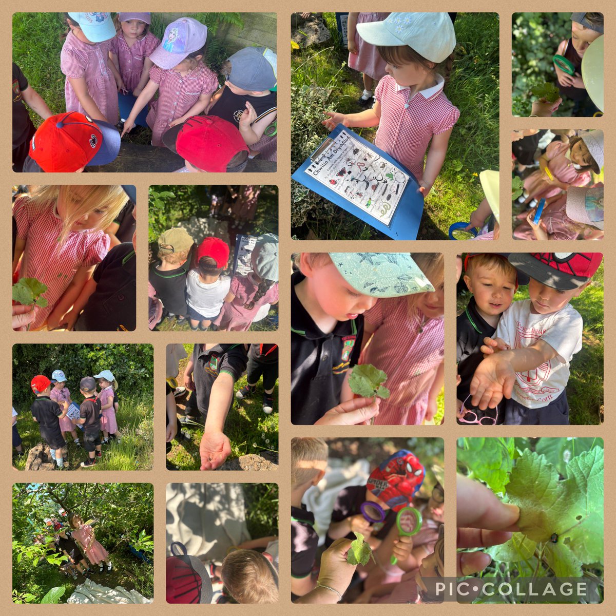 Dewi Draenog (@dewidraenog) on Twitter photo 🐜🐞🪲Helfa trychfilod! Enwi a chofnodi'r trychfilod ffeindion ni yn yr ardd ~ Inesect hunt! Naming and recording what insects we found in the garden 🐝🐞🪰 <a href="/YsgolLlanhari/">Ysgol Llanhari</a> 🐜🐞🪲Helfa trychfilod! Enwi a chofnodi'r trychfilod ffeindion ni yn yr ardd ~ Inesect hunt! Naming and recording what insects we found in the garden 🐝🐞🪰 <a href="/YsgolLlanhari/">Ysgol Llanhari</a>