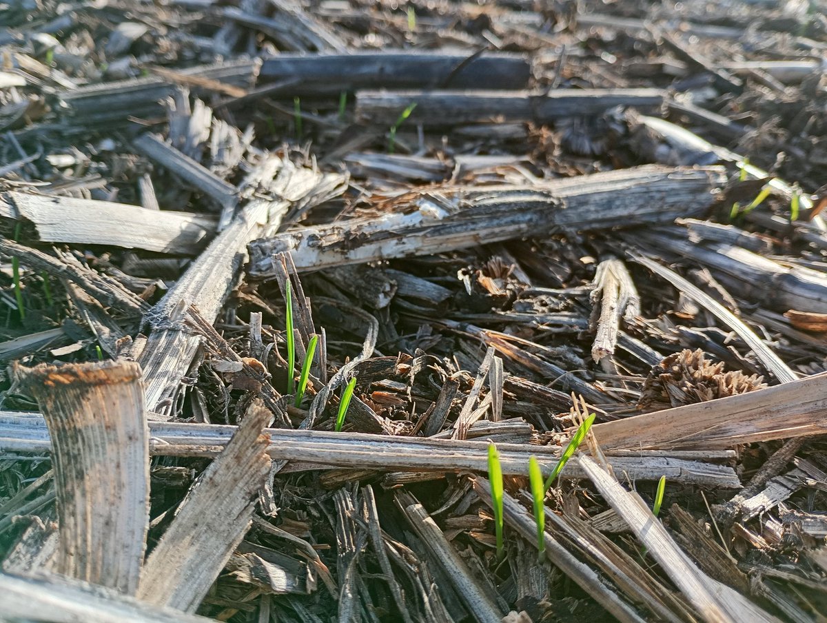 Aleferretti tweet media