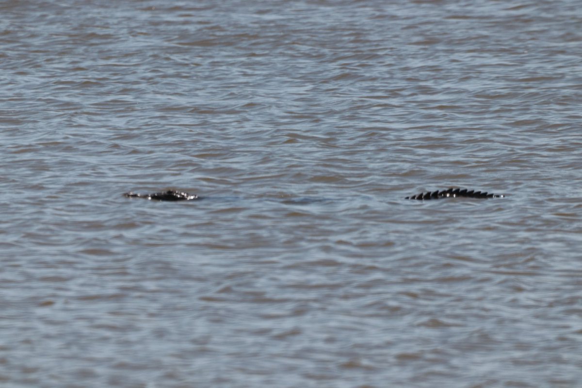 OMG this crocodile is going twice as fast as the traffic on the 18 mile stretch!
