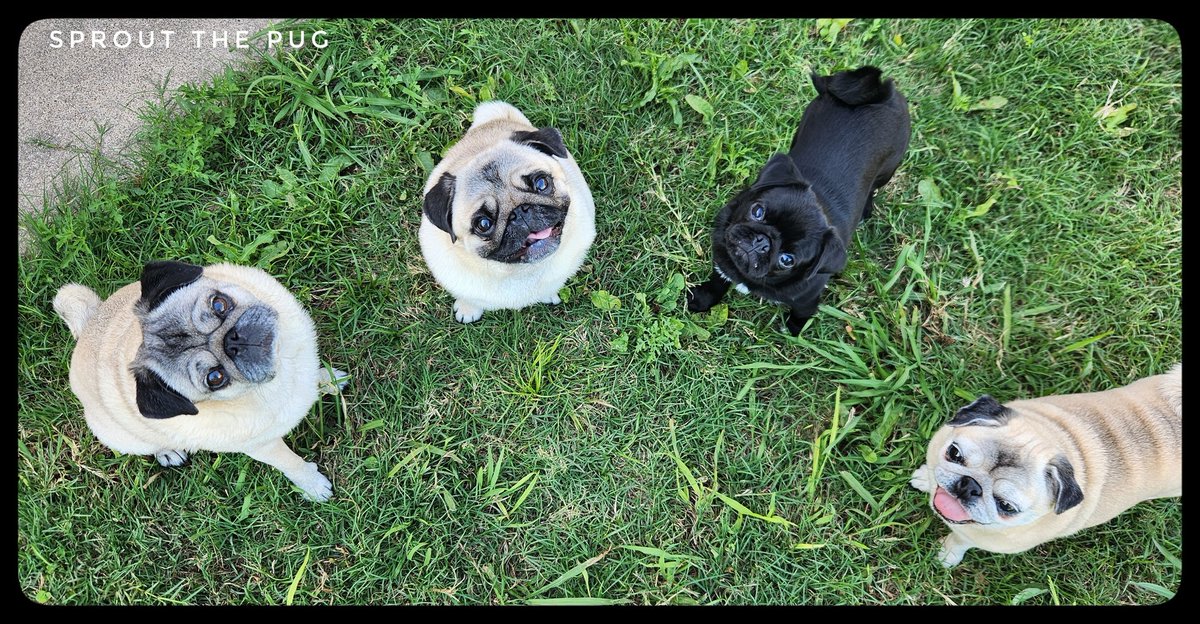 *Clap, clap, clap, clap*...PUGGIES!! 🎉 

#clapclapclapclapdogshow #puglife #pugpuppy #blackpugpuppy #fridayvibes