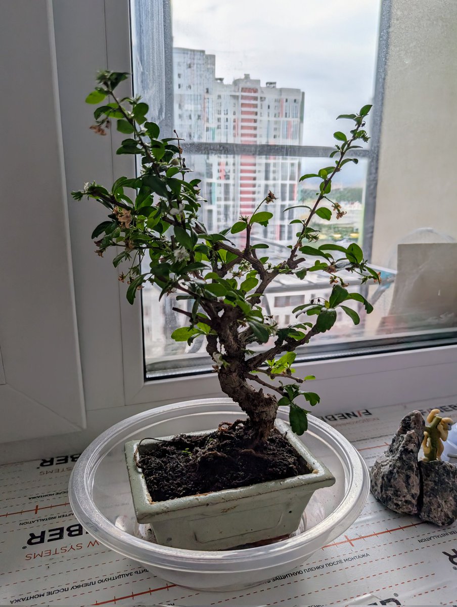 У меня теперь есть бонсай.