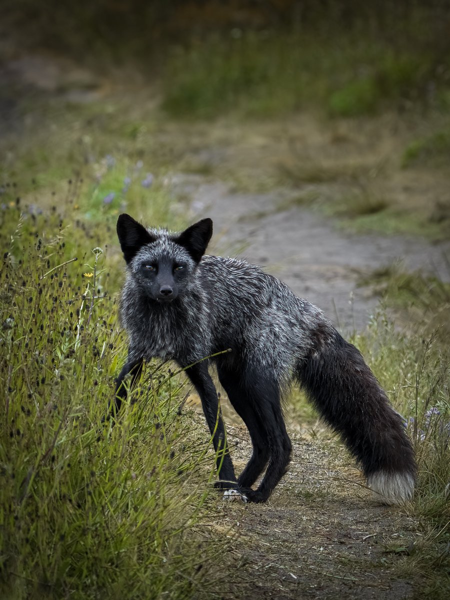 Misma especie, mismo genotipo, diferente fenotipo.

#SonyAlpha