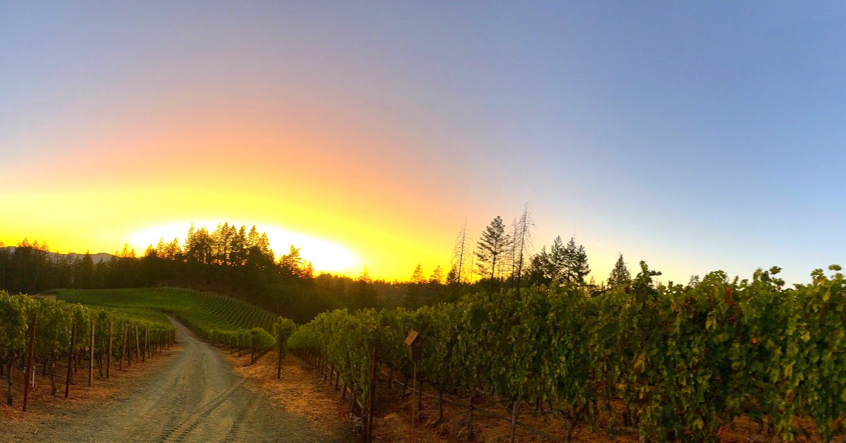 Last night was an evening of soaking in the surroundings at our Cold Springs Vineyard atop Howell Mountain AVA and embracing the Summer Solstice! #cheerstolife #summertime #harvestiscoming