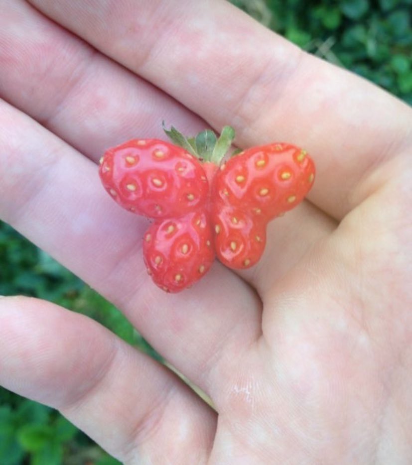 şans çileği favlayan yarın mutlu haberler alıyormuş